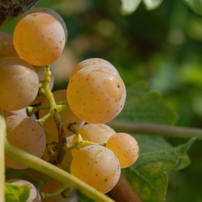 Villaris ANT 0923